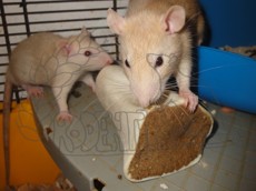 Plněná kost potkanů chutná